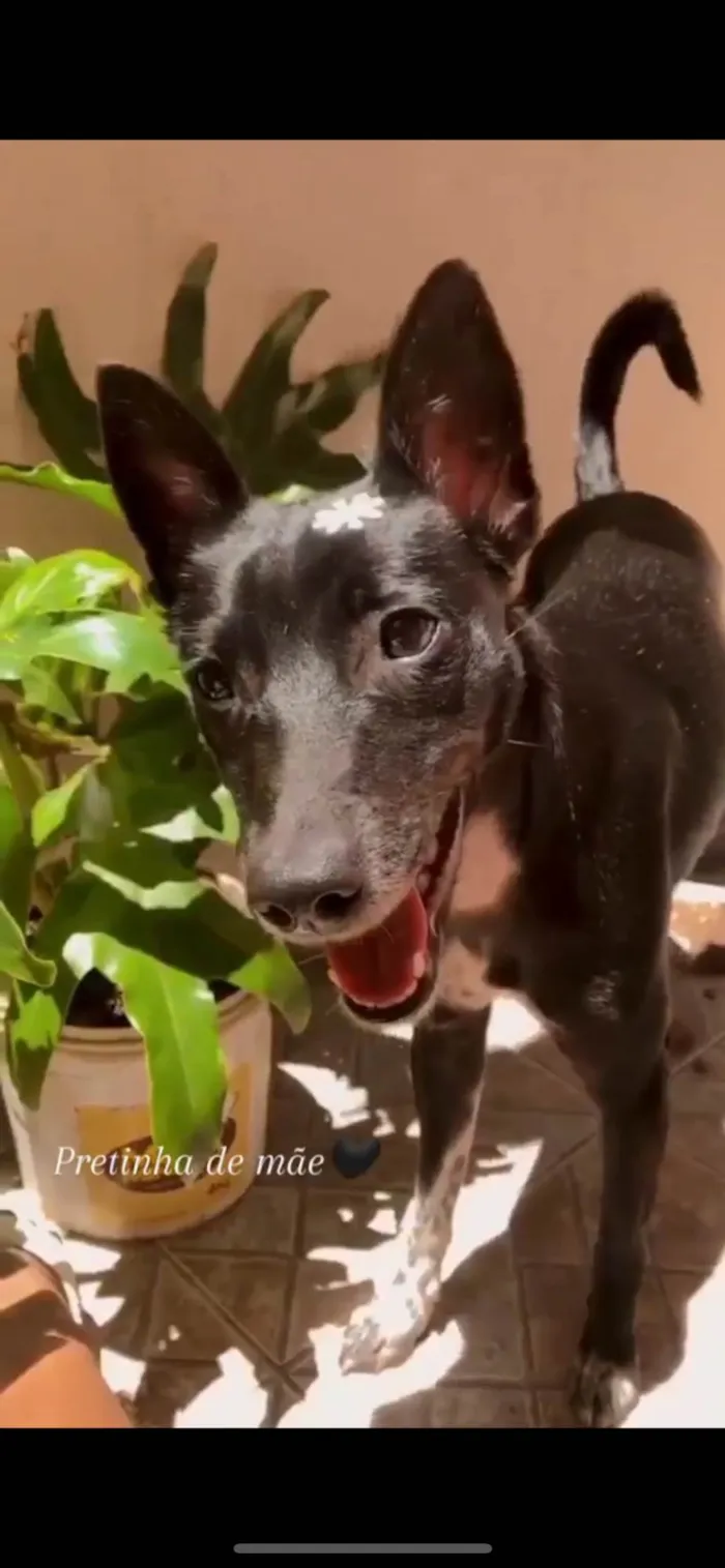 Cachorro ra a SRD-ViraLata idade 6 ou mais anos nome Neguinha 