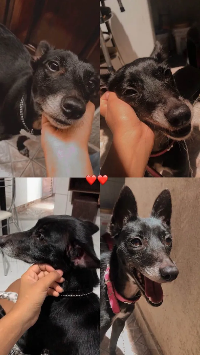 Cachorro ra a SRD-ViraLata idade 6 ou mais anos nome Neguinha 