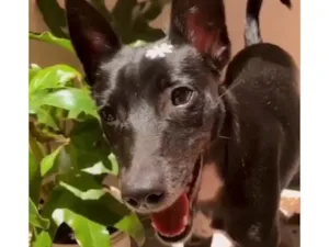 Cachorro raça SRD-ViraLata idade 6 ou mais anos nome Neguinha 
