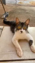 Sansão e tom 
