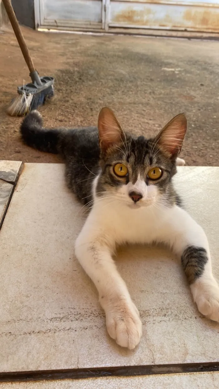 Gato ra a SRD-ViraLata idade 2 a 6 meses nome Sansão e tom 