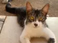 Sansão e tom 