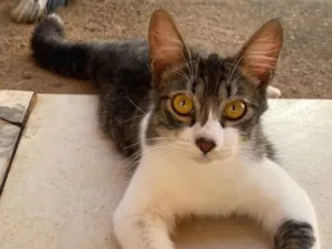 Gato raça SRD-ViraLata idade 2 a 6 meses nome Sansão e tom 