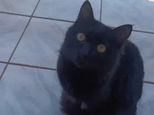 Gato raça SRD-ViraLata idade 1 ano nome Salem