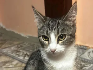 Gato raça SRD-ViraLata idade 2 a 6 meses nome Gatinha 