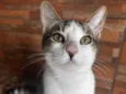 Gatinho 
