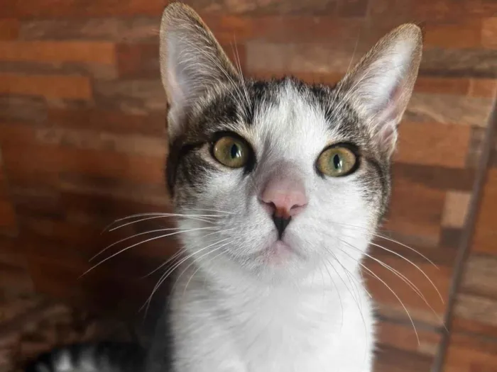 Gato ra a SRD-ViraLata idade 2 a 6 meses nome Gatinho 