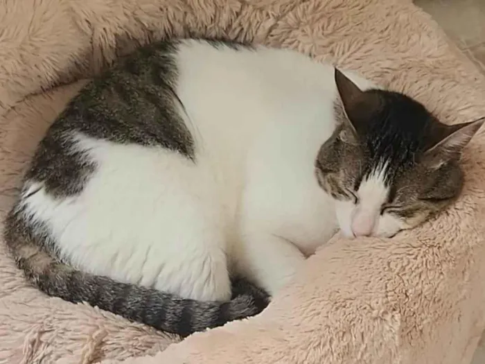 Gato ra a SRD-ViraLata idade 4 anos nome Procuro Jymmi