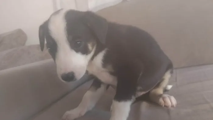 Cachorro ra a SRD-ViraLata idade Abaixo de 2 meses nome Magno Beltrão Silva