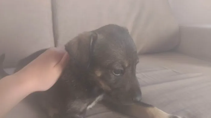 Cachorro ra a SRD-ViraLata idade Abaixo de 2 meses nome Magno Beltrão Silva