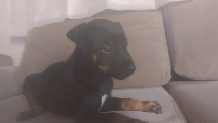 Cachorro ra a SRD-ViraLata idade Abaixo de 2 meses nome Magno Beltrão Silva