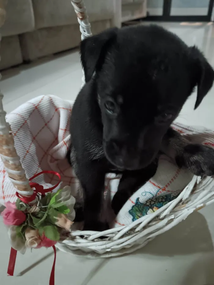 Cachorro ra a SRD-ViraLata idade Abaixo de 2 meses nome Magno Beltrão Silva