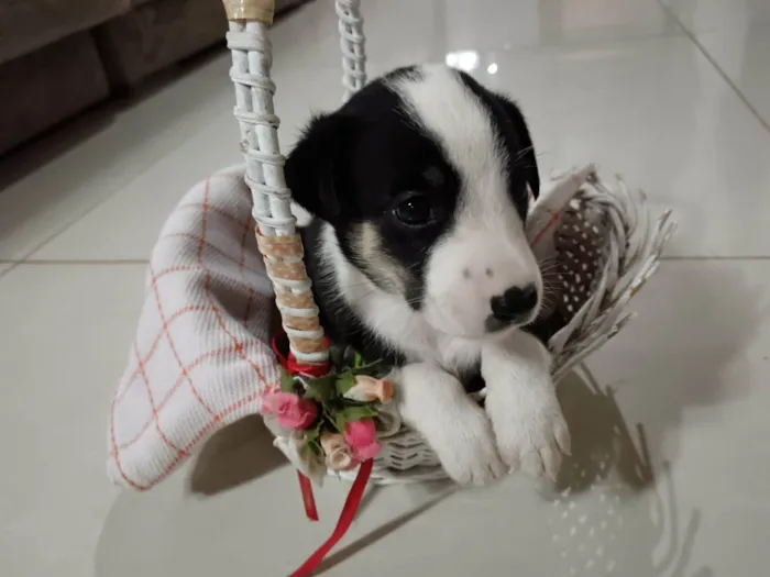 Cachorro ra a SRD-ViraLata idade Abaixo de 2 meses nome Magno Beltrão Silva