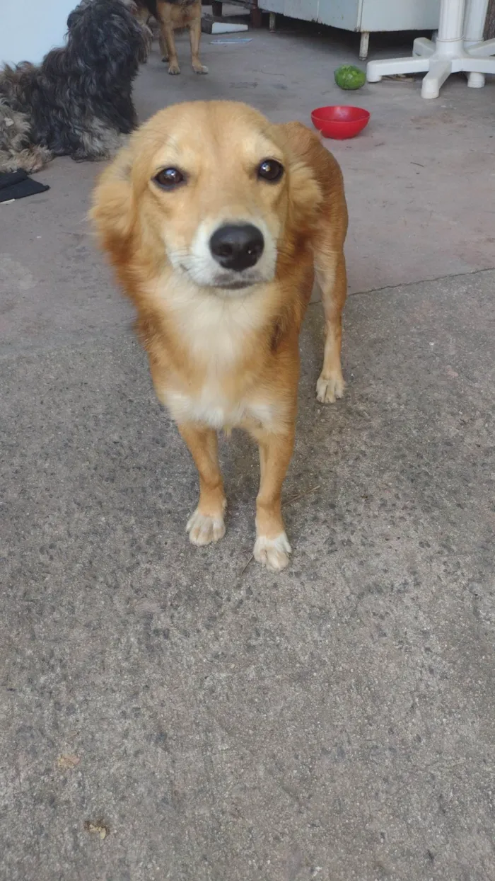 Cachorro ra a SRD-ViraLata idade 1 ano nome Liz