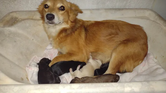 Cachorro ra a SRD-ViraLata idade 1 ano nome Liz