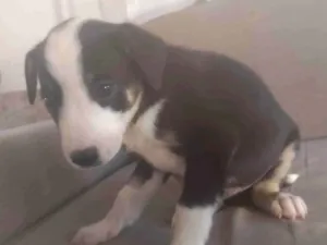 Cachorro raça SRD-ViraLata idade Abaixo de 2 meses nome Magno Beltrão Silva