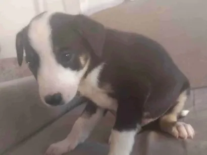 Cachorro raça SRD-ViraLata idade Abaixo de 2 meses nome Magno Beltrão Silva