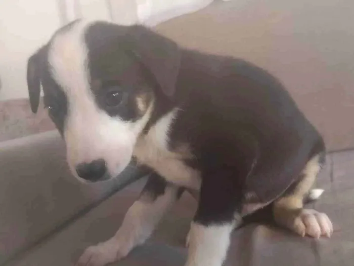 Cachorro ra a SRD-ViraLata idade Abaixo de 2 meses nome Magno Beltrão Silva