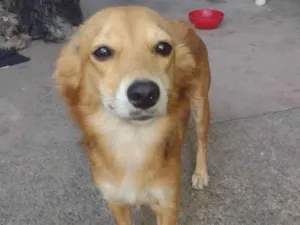 Cachorro raça SRD-ViraLata idade 1 ano nome Liz