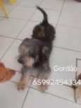 Gordo