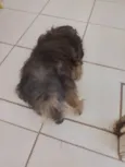 Gordo