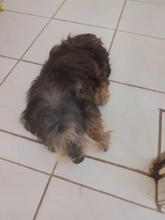 Cachorro ra a SRD-ViraLata idade 6 ou mais anos nome Gordo