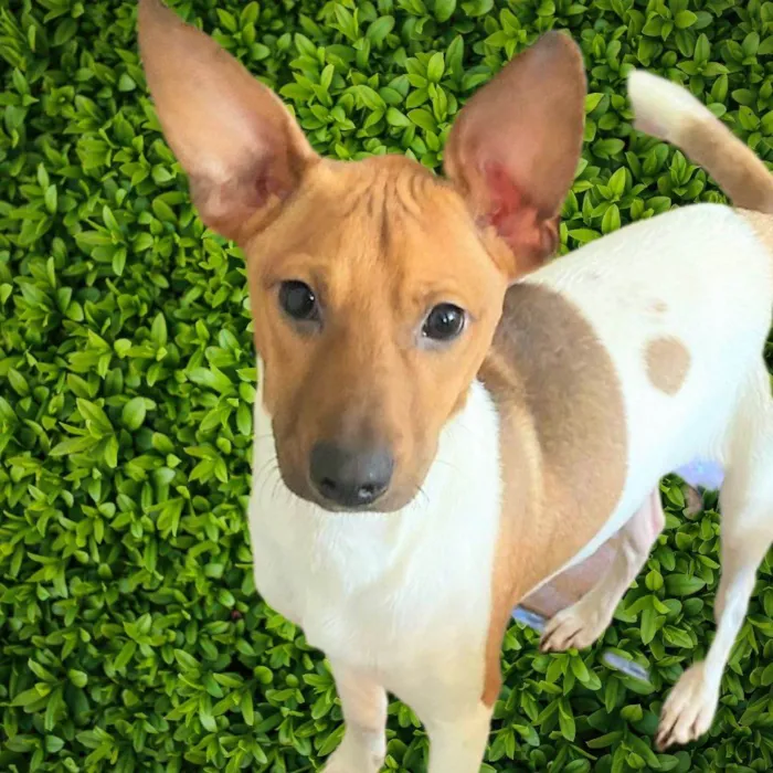 Cachorro ra a SRD-ViraLata idade 2 a 6 meses nome Festinha