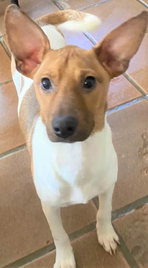 Cachorro ra a SRD-ViraLata idade 2 a 6 meses nome Festinha