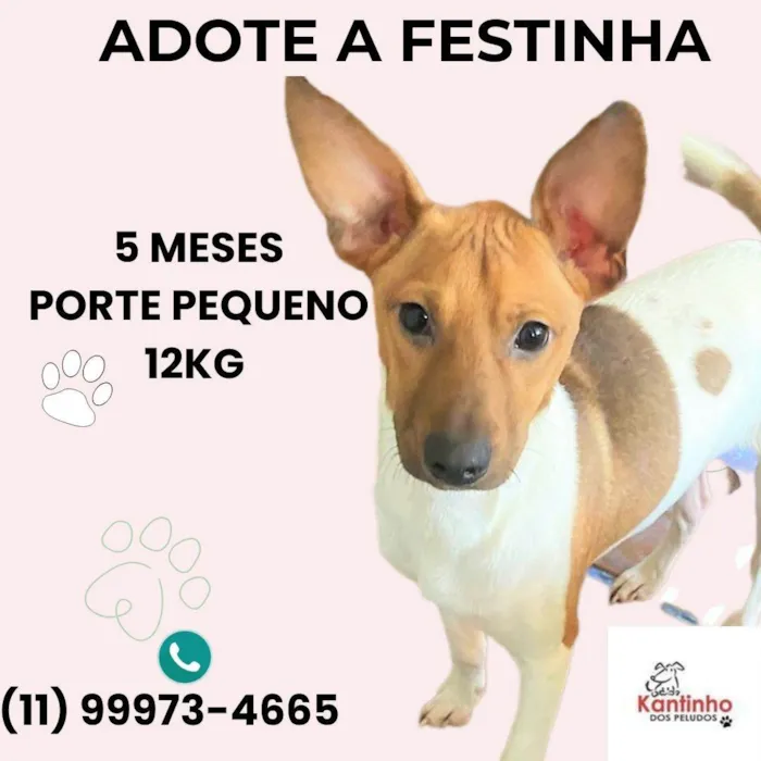 Cachorro ra a SRD-ViraLata idade 2 a 6 meses nome Festinha