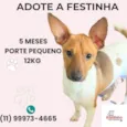 Festinha