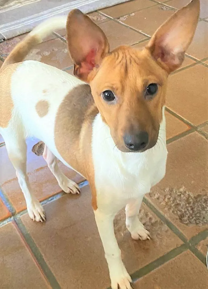 Cachorro ra a SRD-ViraLata idade 2 a 6 meses nome Festinha