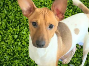 Cachorro raça SRD-ViraLata idade 2 a 6 meses nome Festinha