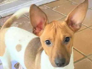 Cachorro raça SRD-ViraLata idade 2 a 6 meses nome Festinha