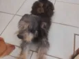 Gordo