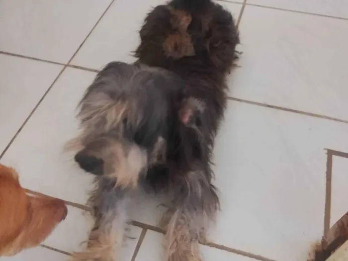 Cachorro ra a SRD-ViraLata idade 6 ou mais anos nome Gordo