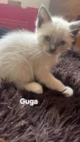 Guga