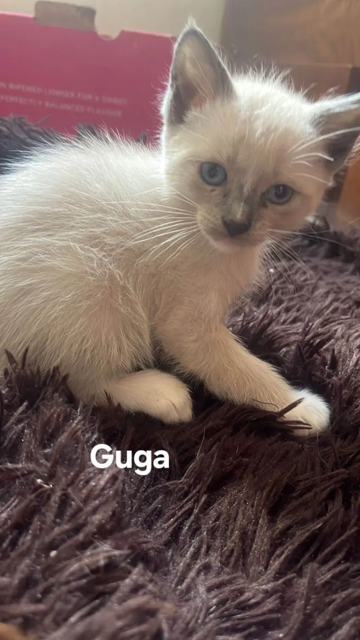 Gato ra a SRD-ViraLata idade Abaixo de 2 meses nome Guga
