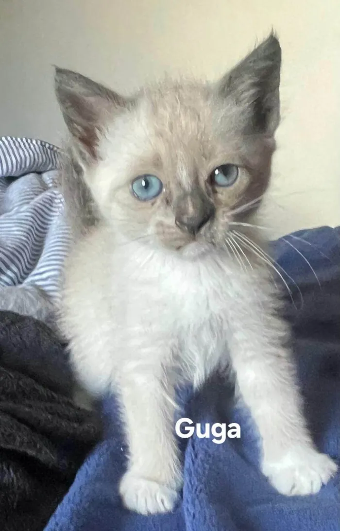 Gato ra a SRD-ViraLata idade Abaixo de 2 meses nome Guga