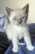Guga
