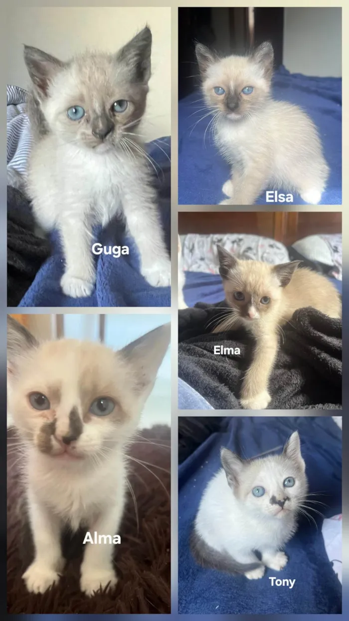 Gato ra a SRD-ViraLata idade Abaixo de 2 meses nome Guga
