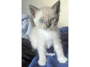 Gato raça SRD-ViraLata idade Abaixo de 2 meses nome Guga