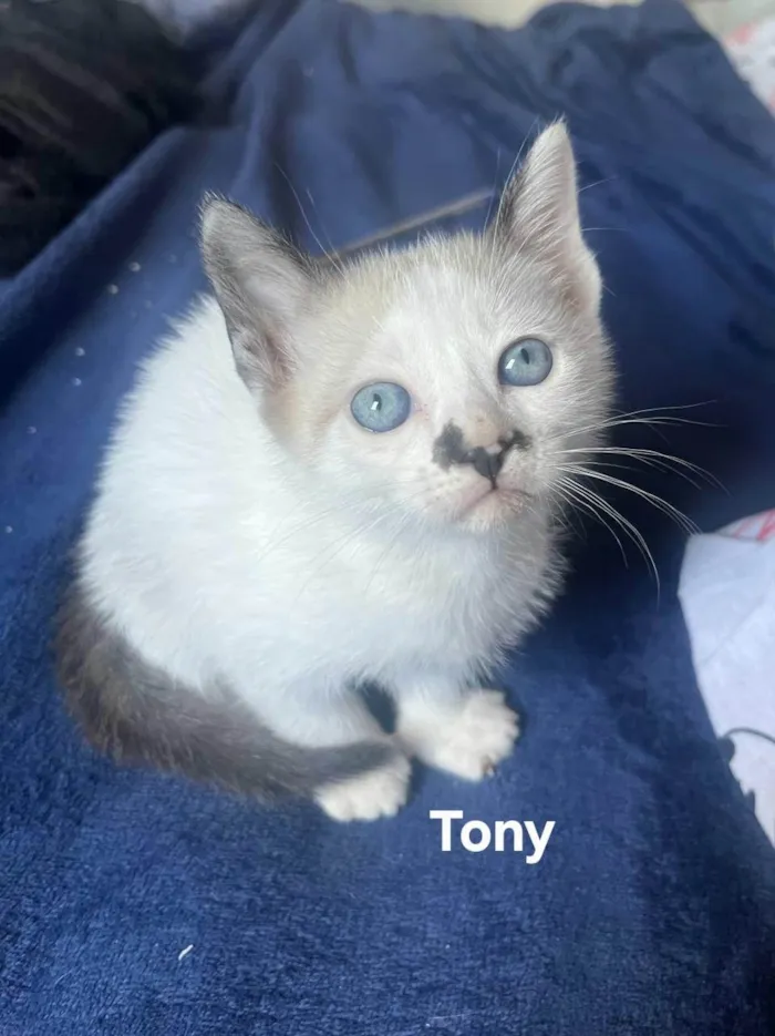 Gato ra a SRD-ViraLata idade Abaixo de 2 meses nome Tony