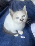 Tony