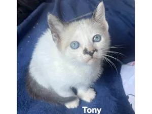 Gato raça SRD-ViraLata idade Abaixo de 2 meses nome Tony