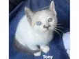 Tony