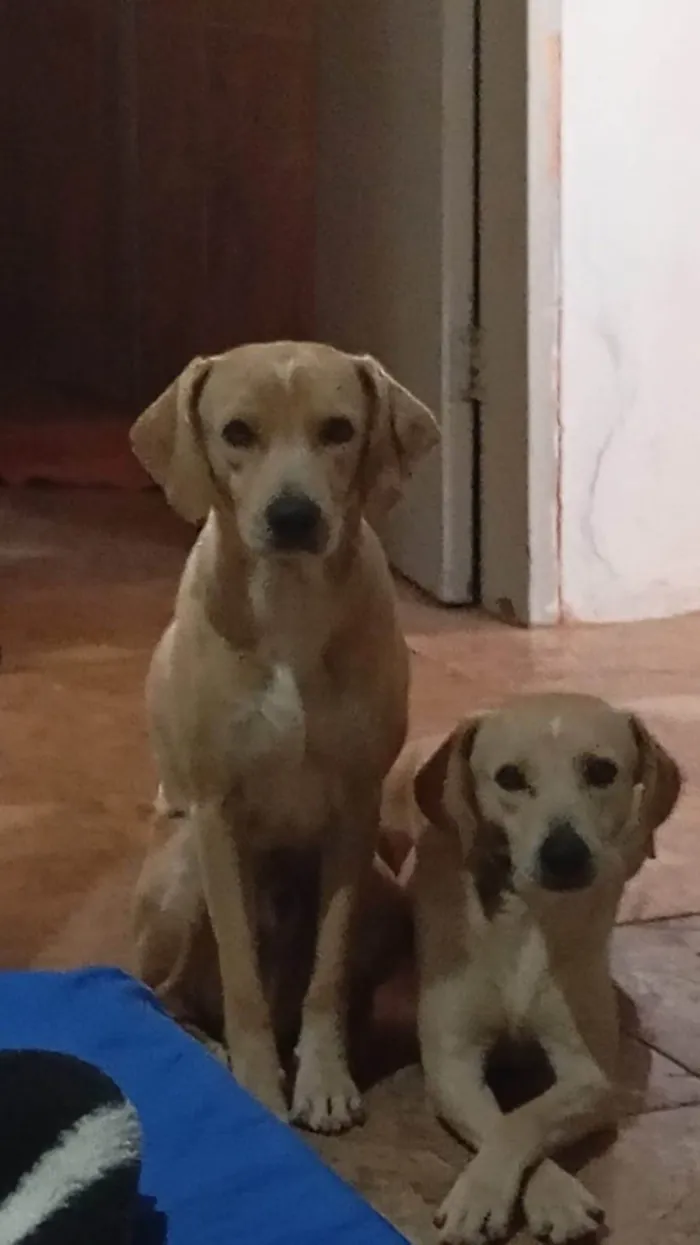 Cachorro ra a SRD-ViraLata idade 2 anos nome Frederico 