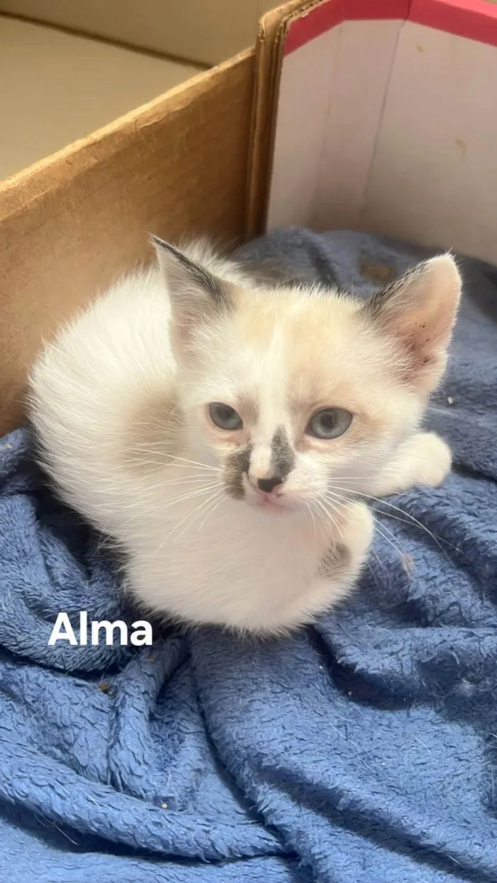 Gato ra a SRD-ViraLata idade Abaixo de 2 meses nome Alma