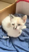 Alma