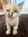 Alma