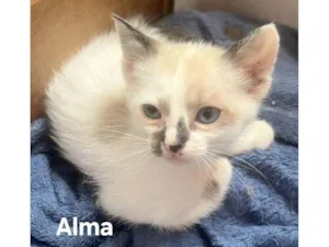 Gato raça SRD-ViraLata idade Abaixo de 2 meses nome Alma